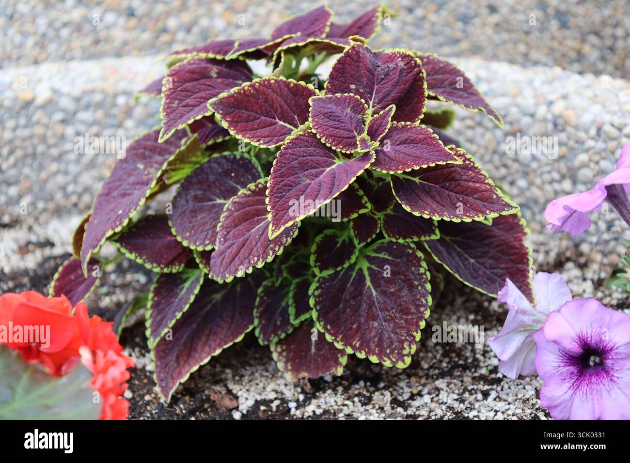 macro plante en gros plan avec des feuilles bordeaux violettes profondes bordées de vert citron clair Banque D'Images