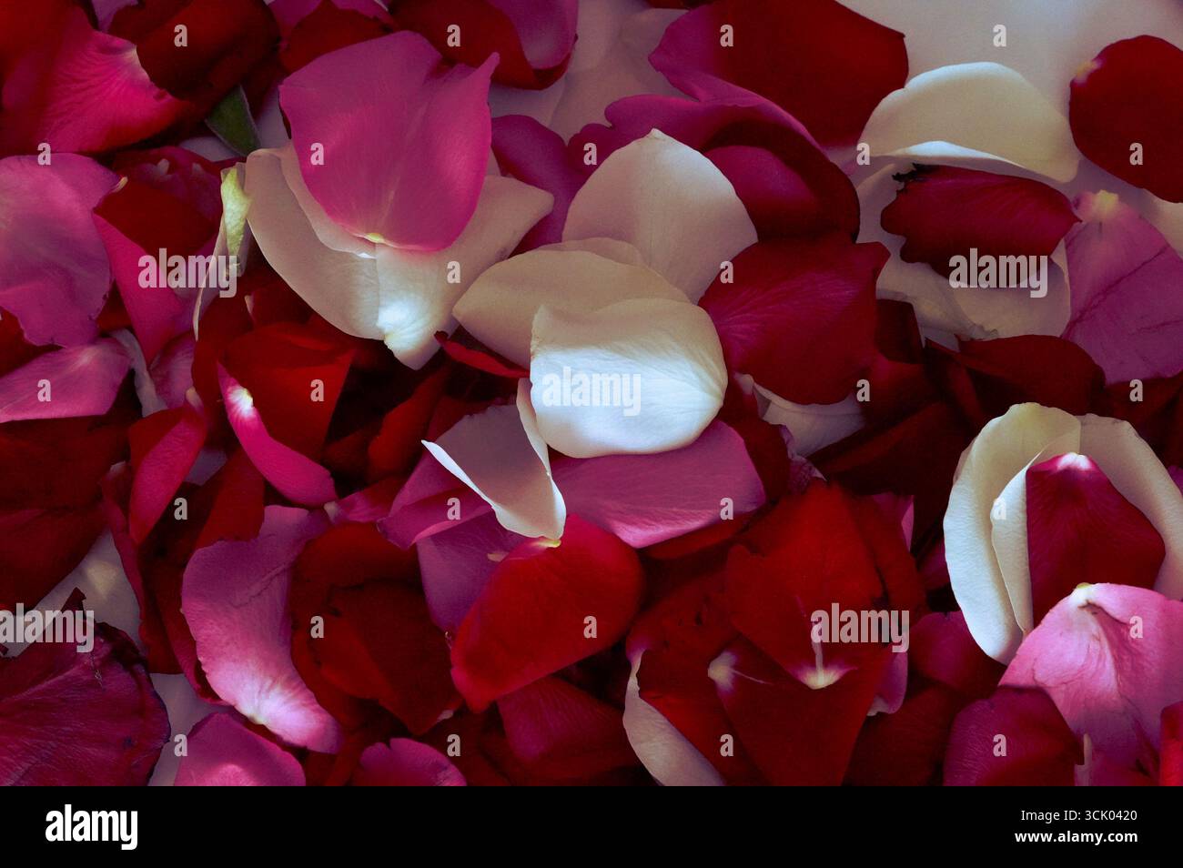 Fond de pétales de rose. Fond de pétales de rose rouge et blanc. Banque D'Images