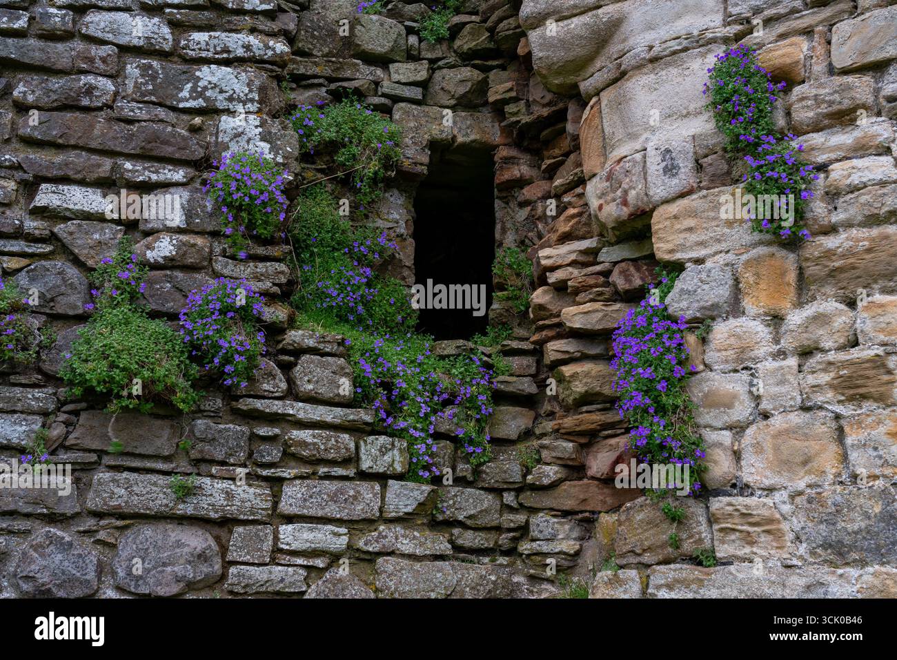 Fleurs d'Aubrieta (Aubrieta deltoidea) poussant dans les crevasses d'un ancien mur de pierre, entourant une étroite ouverture de fenêtre en maçonnerie altérée Banque D'Images
