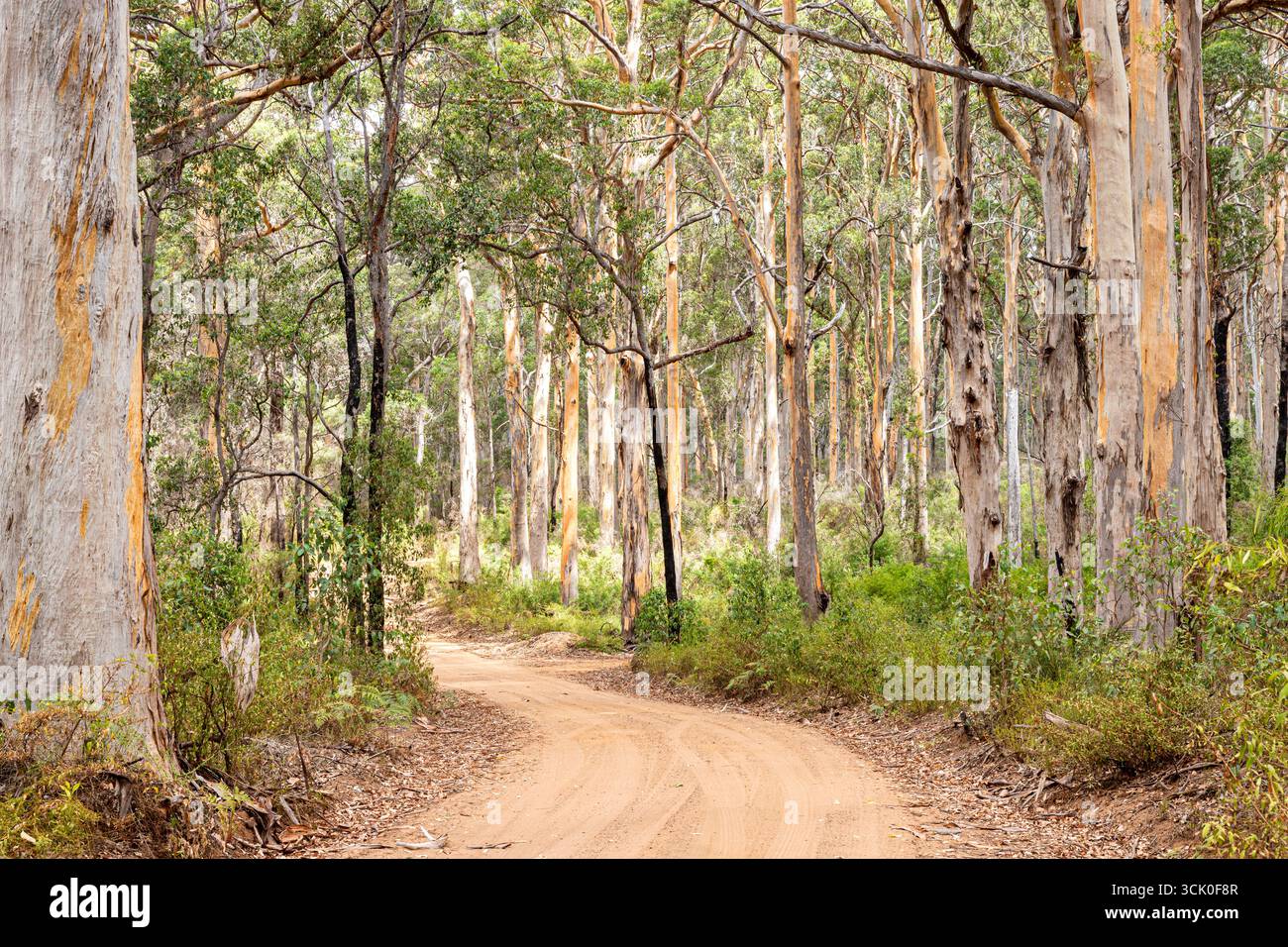 Boranup Drive, une route de gravier de terre à travers la forêt de karri près de Boranup, région de Margaret River, comté d'Augusta dans la région SW de l'Australie occidentale WA Banque D'Images