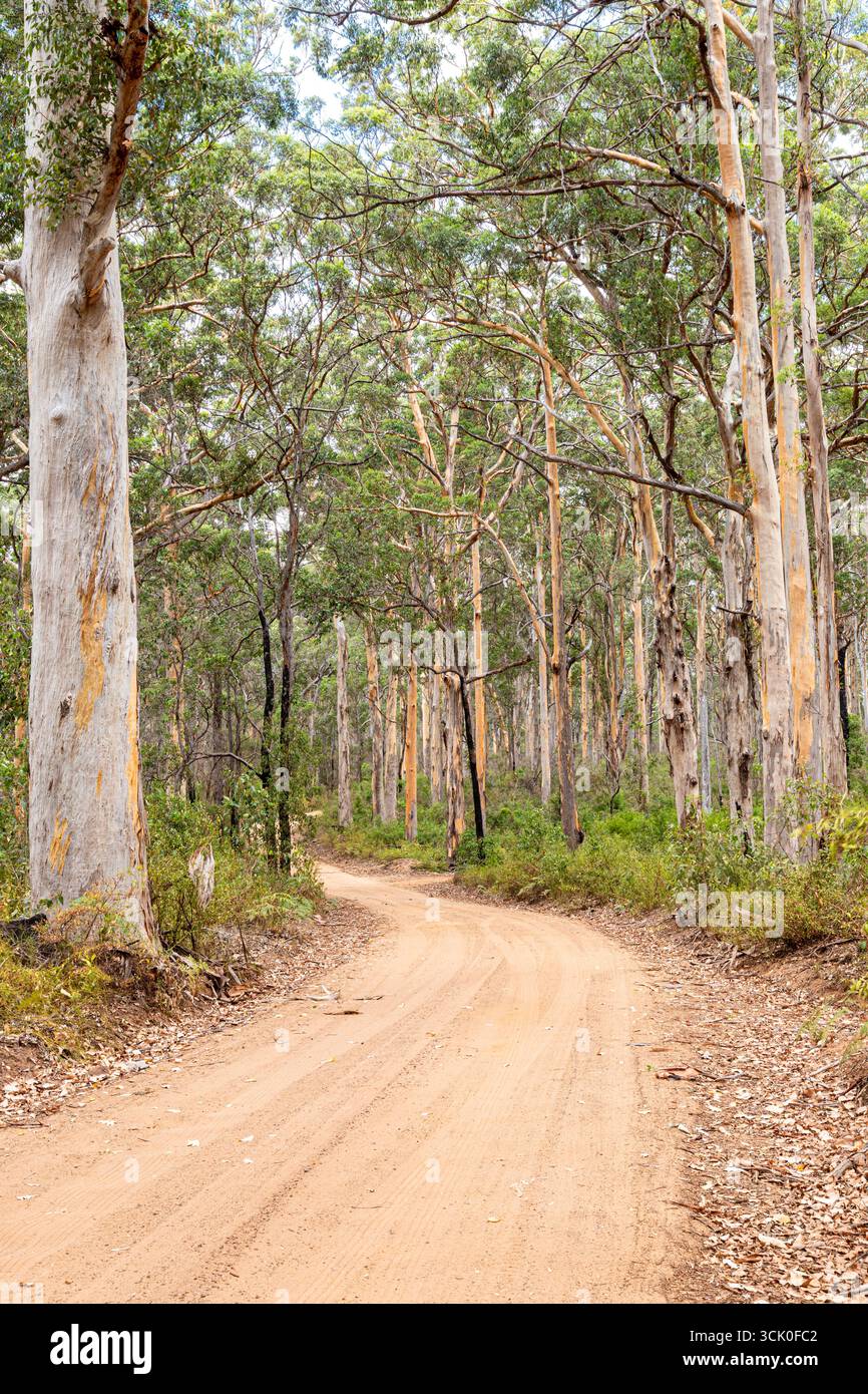 Boranup Drive, une route de gravier de terre à travers la forêt de karri près de Boranup, région de Margaret River, comté d'Augusta dans la région SW de l'Australie occidentale WA Banque D'Images