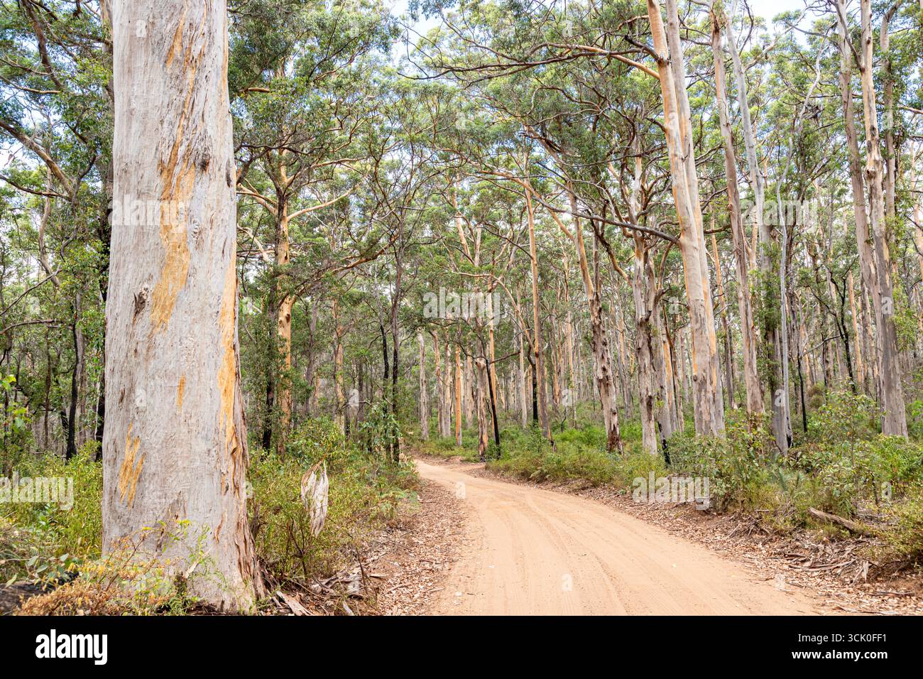 Boranup Drive, une route de gravier de terre à travers la forêt de karri près de Boranup, région de Margaret River, comté d'Augusta dans la région SW de l'Australie occidentale WA Banque D'Images