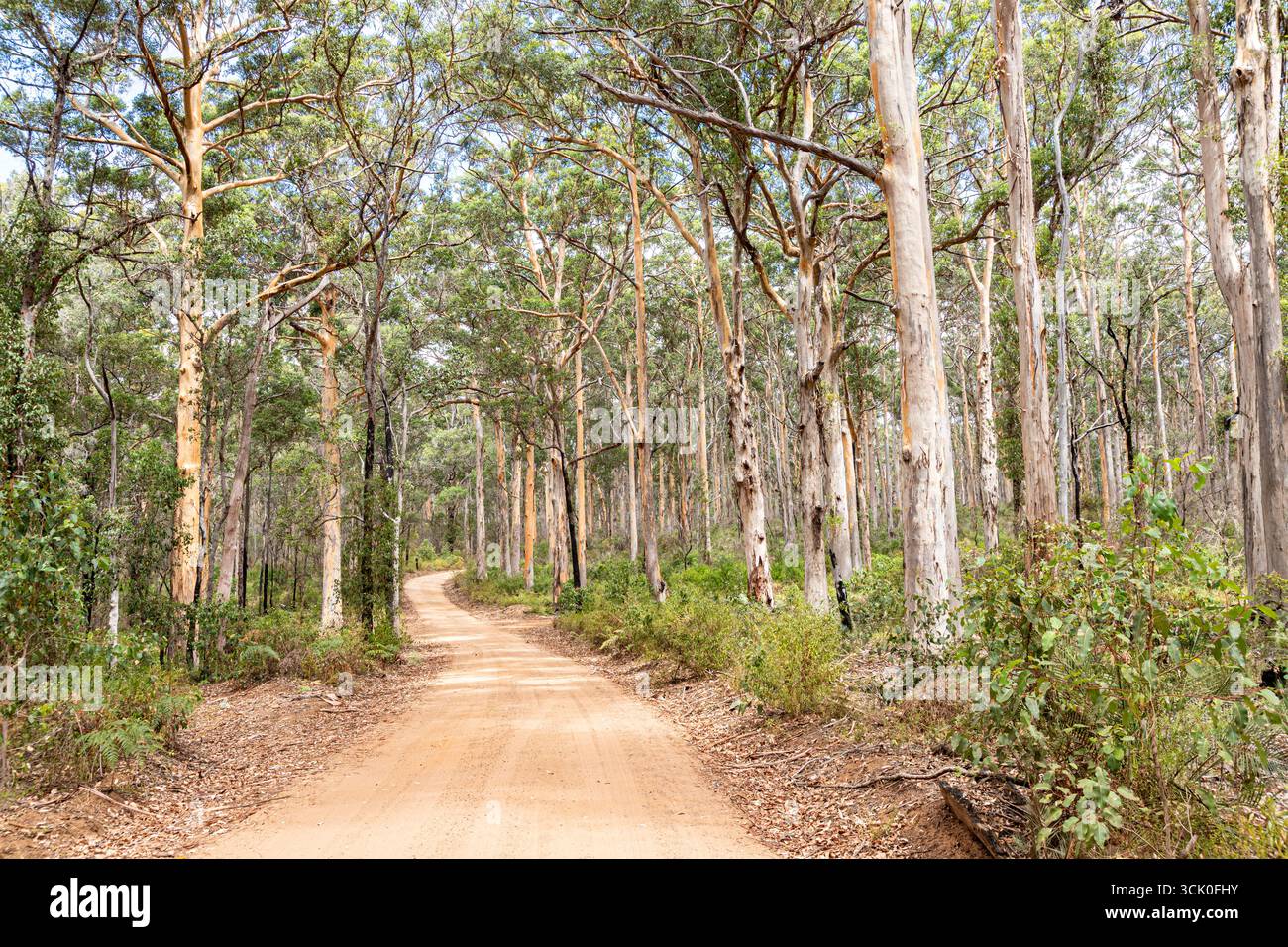 Boranup Drive, une route de gravier de terre à travers la forêt de karri près de Boranup, région de Margaret River, comté d'Augusta dans la région SW de l'Australie occidentale WA Banque D'Images
