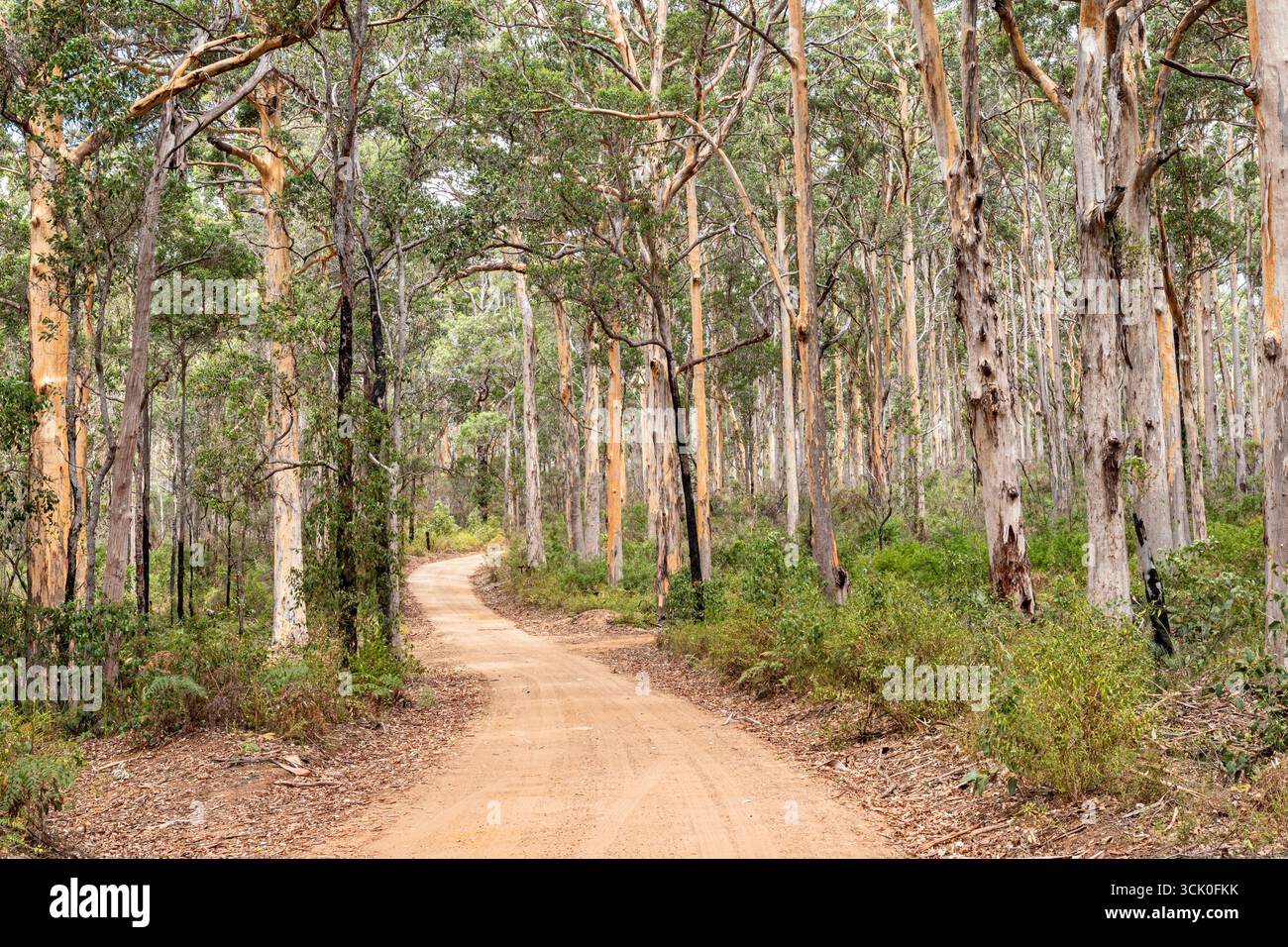 Boranup Drive, une route de gravier de terre à travers la forêt de karri près de Boranup, région de Margaret River, comté d'Augusta dans la région SW de l'Australie occidentale WA Banque D'Images