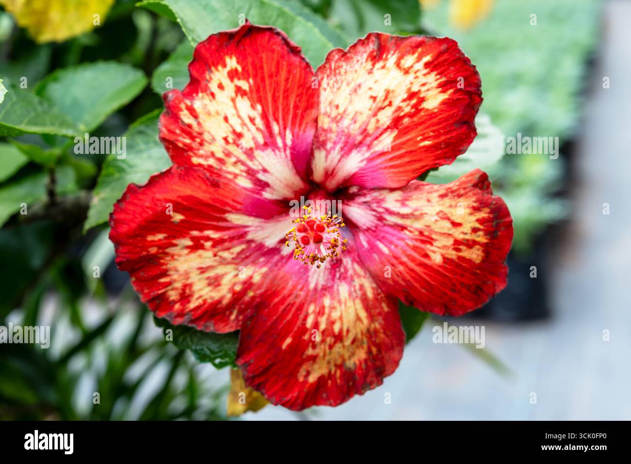 Fleur unique rouge et jaune Hibiscus Tahitian Dark Fire avec fond flou Banque D'Images
