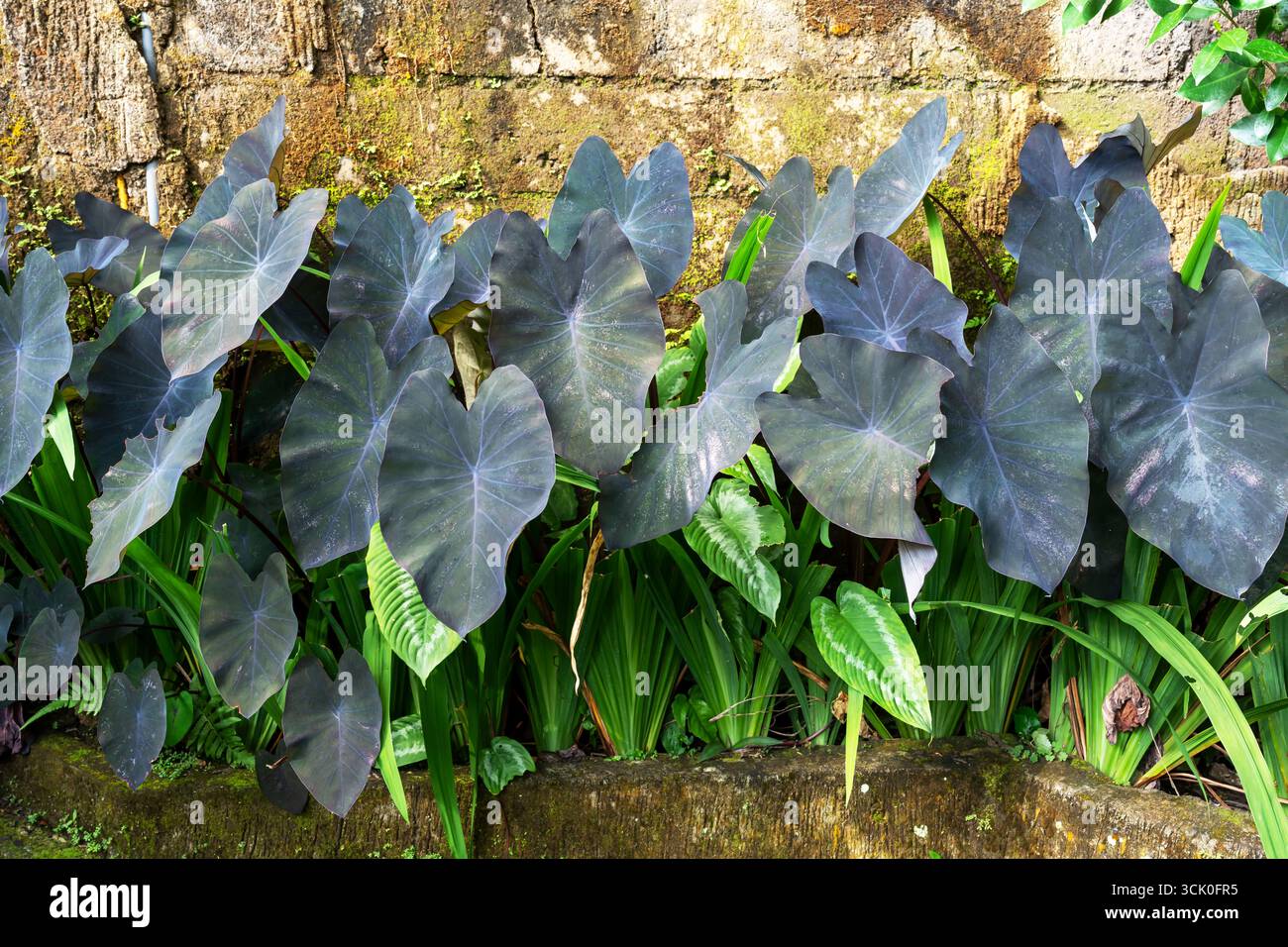 Belle Colocasia esculenta Black Magic Taro Banque D'Images