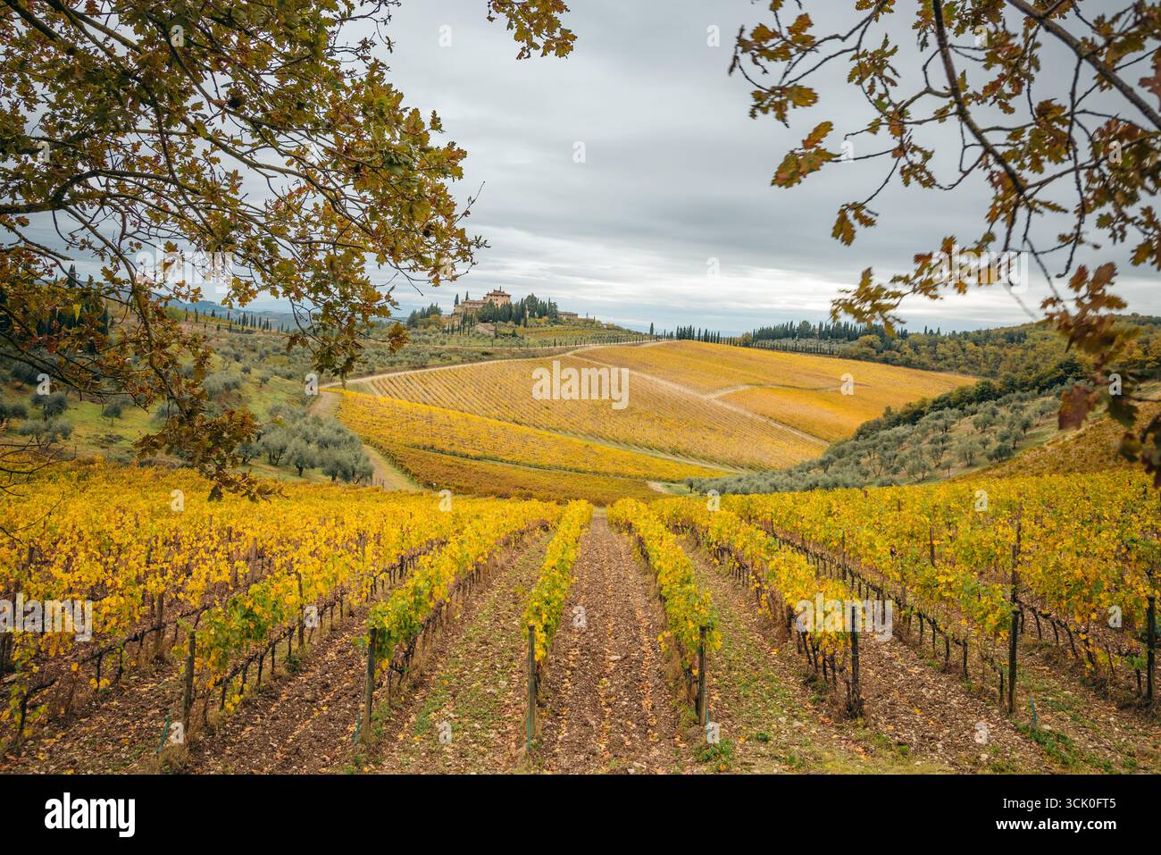 Vignoble d'automne dans le Chianti, Toscane, mettant en valeur les teintes dorées de la saison Banque D'Images