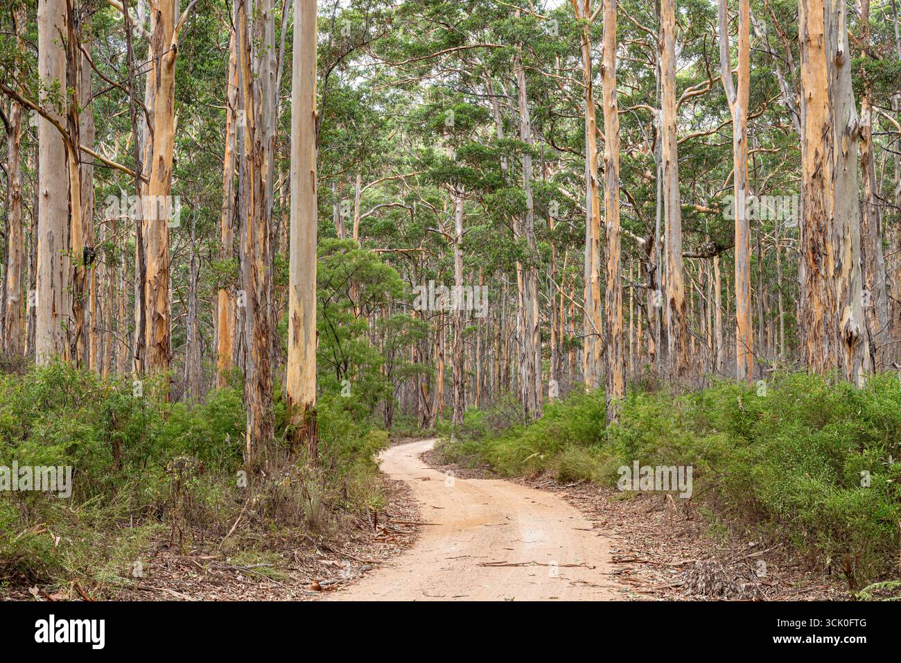 Boranup Drive, une route de gravier de terre à travers la forêt de karri près de Boranup, région de Margaret River, comté d'Augusta dans la région SW de l'Australie occidentale WA Banque D'Images