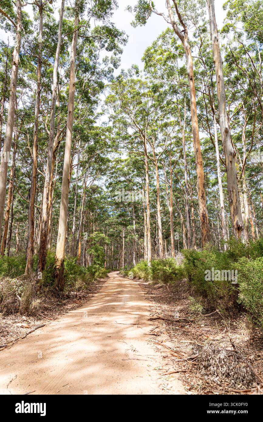 Boranup Drive, une route de gravier de terre à travers la forêt de karri près de Boranup, région de Margaret River, comté d'Augusta dans la région SW de l'Australie occidentale WA Banque D'Images
