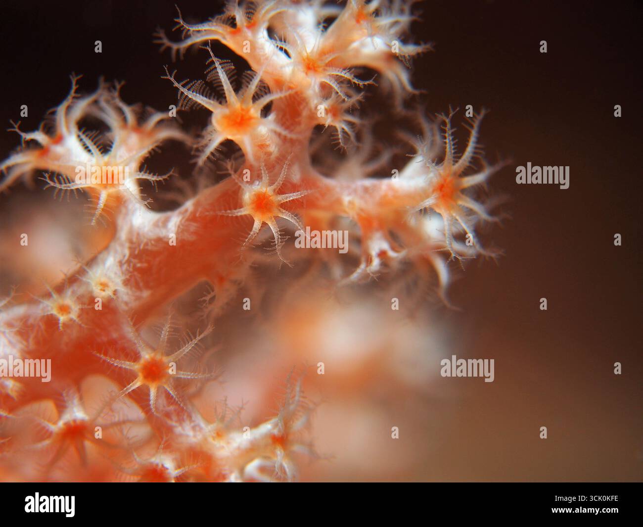 Dendronephthya klunzingeri - corail mou Banque D'Images