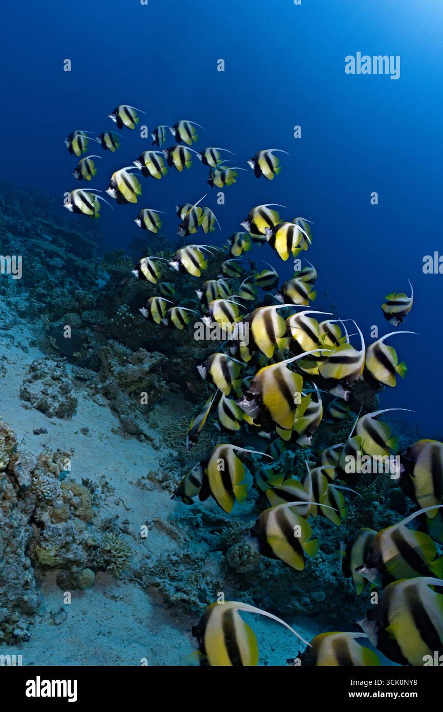 Heniochus intermedius - banlieue de la mer Rouge Banque D'Images