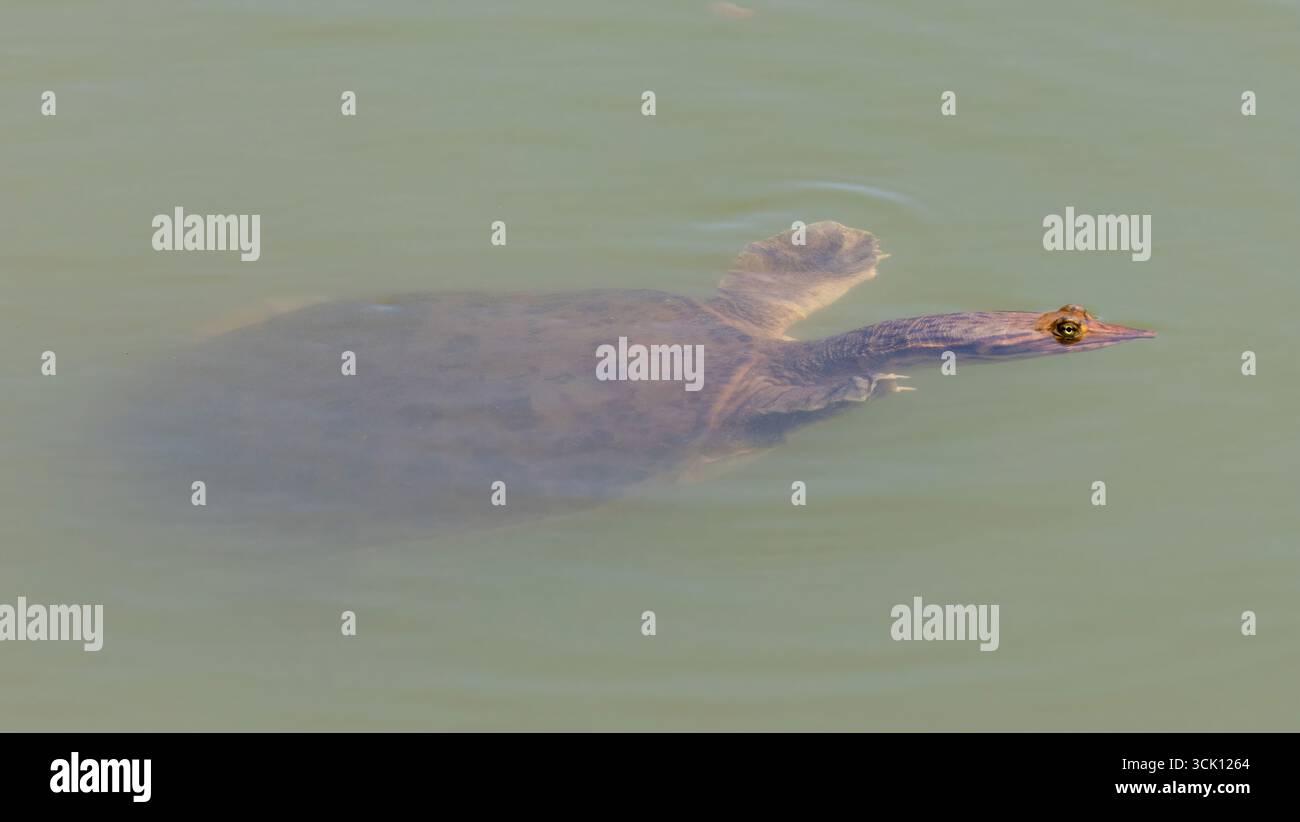 Tortue molle nageant au lac Sandy Wool à Ed R. Levin County Park, comté de Santa Clara, Californie. Banque D'Images