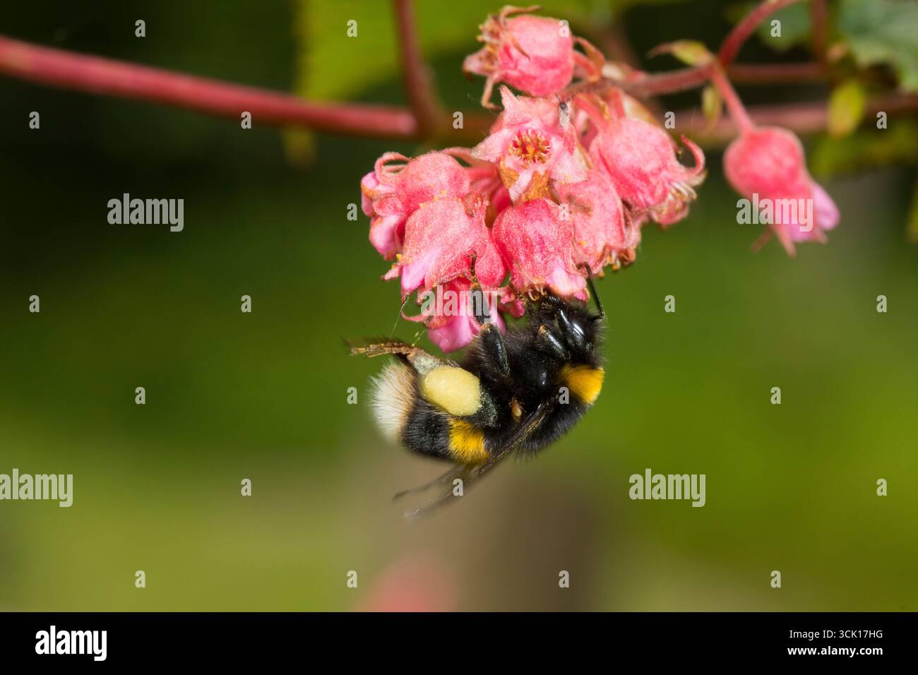 Ouvrier de Bumblebee à queue blanche (Bombus lucorum agg.) Se nourrissant des fleurs de Neillia dans un jardin. Powys, pays de Galles. Juin. Banque D'Images