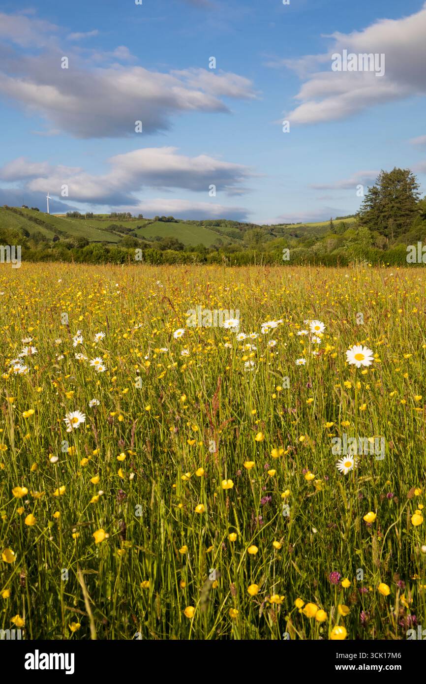 Marguerites Ox-Eye et papillons fleurissant dans un pré de foin sur une ferme biologique. Powys, pays de Galles. Juin. Banque D'Images