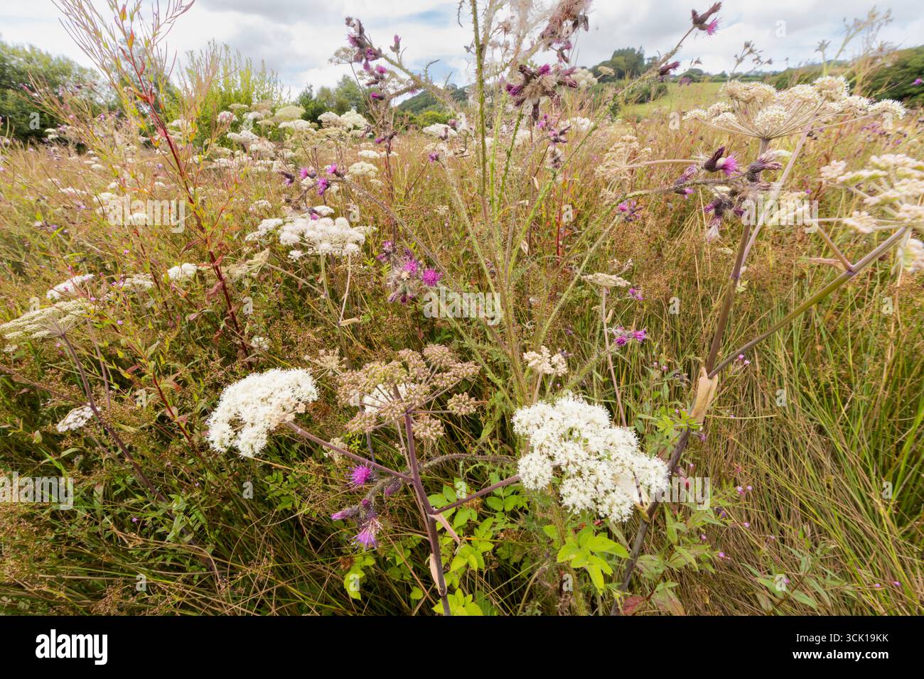 Angelica sauvage (Angelica sylvestris) floraison dans une prairie marécageuse sur une ferme biologique. Powys, pays de Galles. Août. Banque D'Images