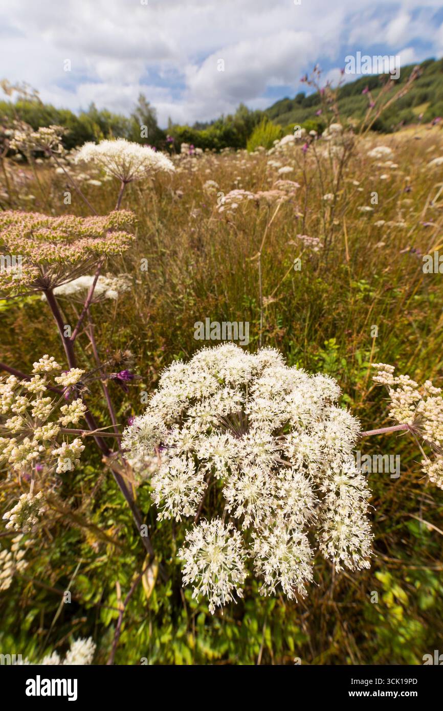 Angelica sauvage (Angelica sylvestris) floraison dans une prairie marécageuse sur une ferme biologique. Powys, pays de Galles. Août. Banque D'Images