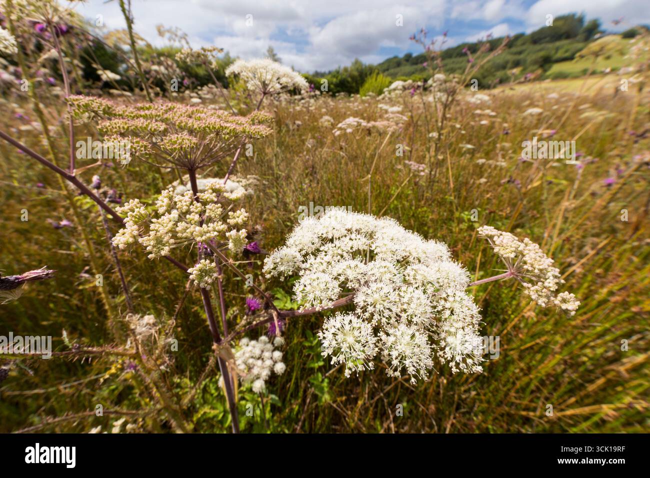 Angelica sauvage (Angelica sylvestris) floraison dans une prairie marécageuse sur une ferme biologique. Powys, pays de Galles. Août. Banque D'Images