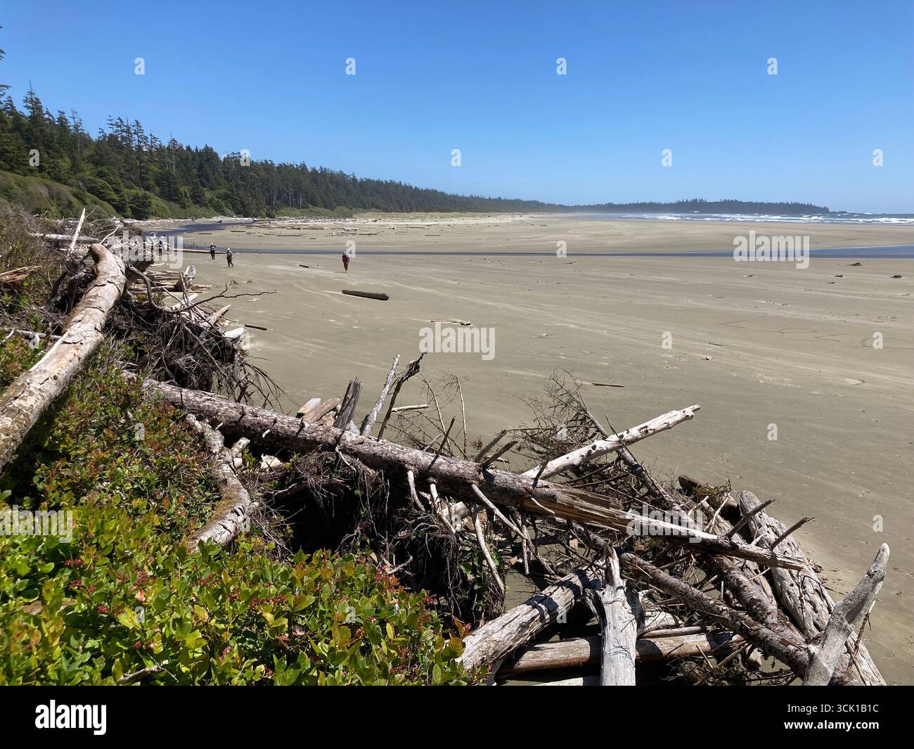 Combers Beach, parc national Pacific Rim, Tofino, île de Vancouver, Colombie-Britannique, Canada Banque D'Images