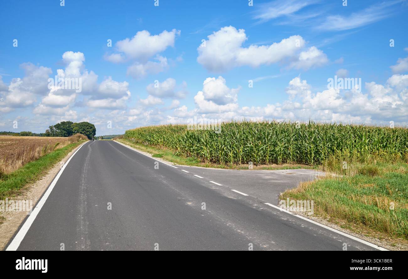 Une route asphaltée rurale entre les champs, Pologne. Banque D'Images