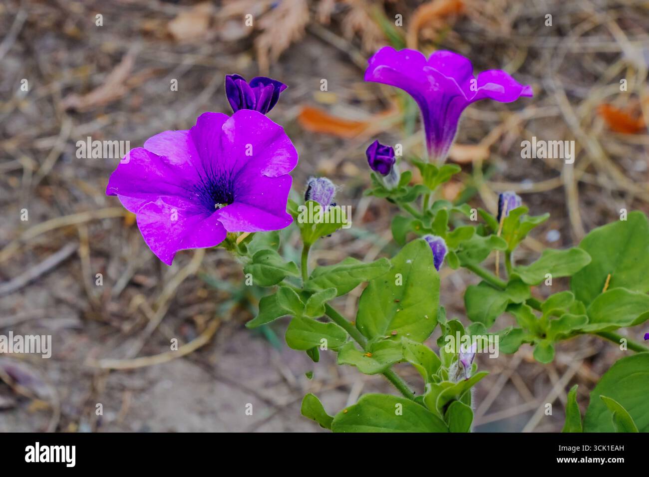 Fleurs de pétunia violettes vibrantes avec des feuilles vertes fraîches poussant dans le sol du jardin. Fleur d'été colorée, plante ornementale largement utilisée pour la décoration an Banque D'Images