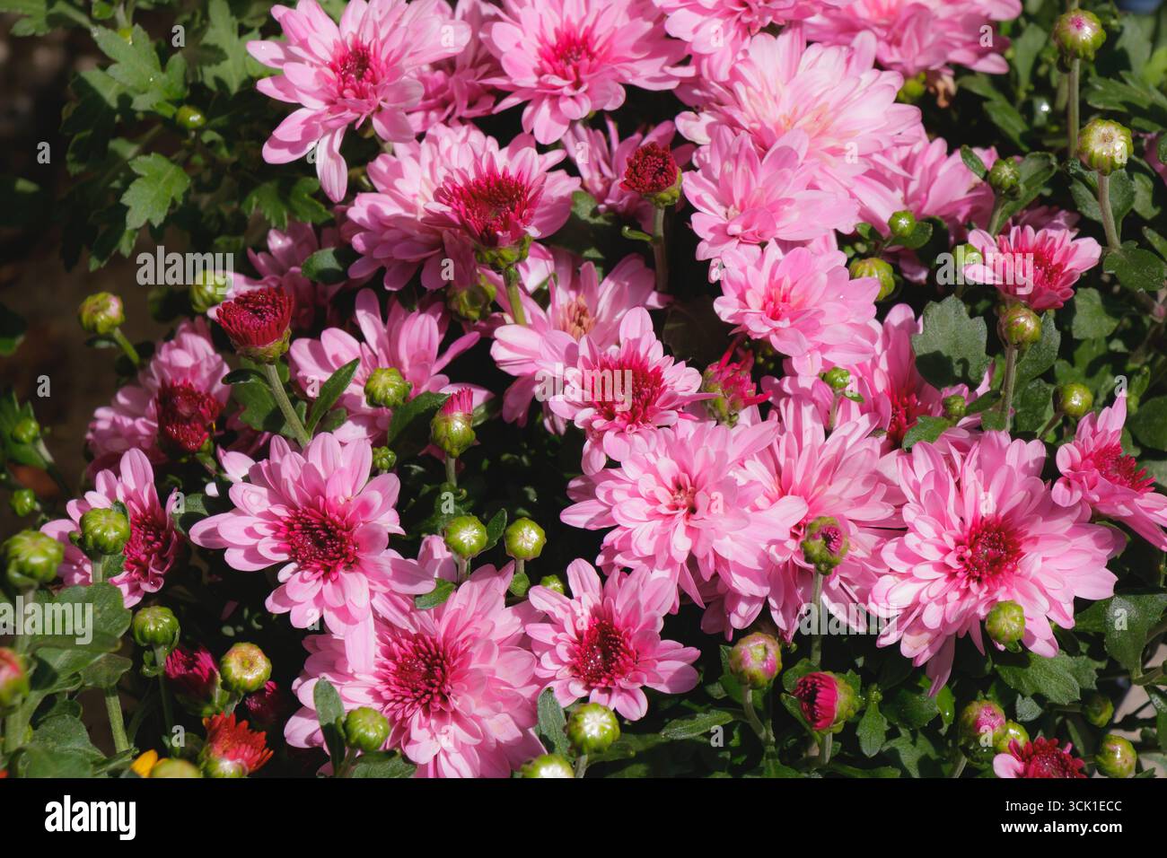 Un amas de chrysanthèmes rose vif fleurit dans un jardin sous la lumière chaude du soleil. Les fleurs présentent différentes nuances et tailles, invitant les abeilles et b Banque D'Images