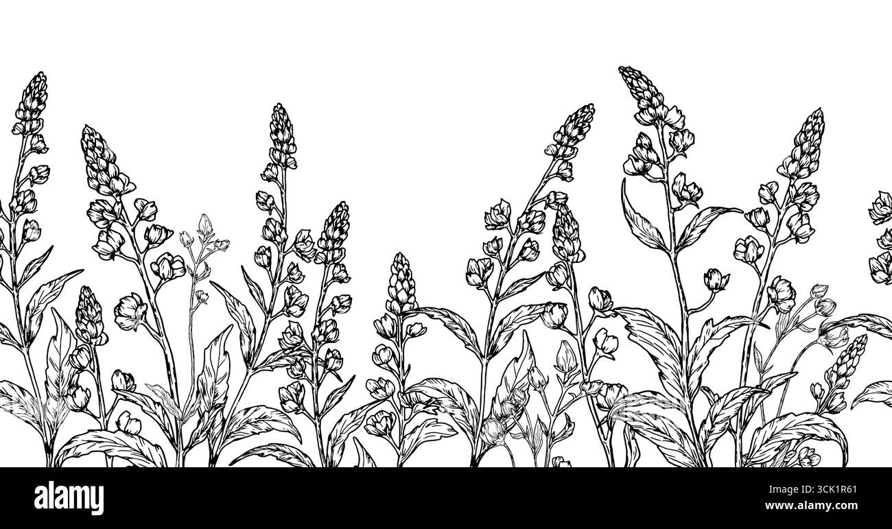 Fleurs sauvages et feuilles sur bordure horizontale sans couture, croquis noir et blanc. Illustration vectorielle. Le motif de l'herbe de prairie et le feuillage est isolé sur Illustration de Vecteur