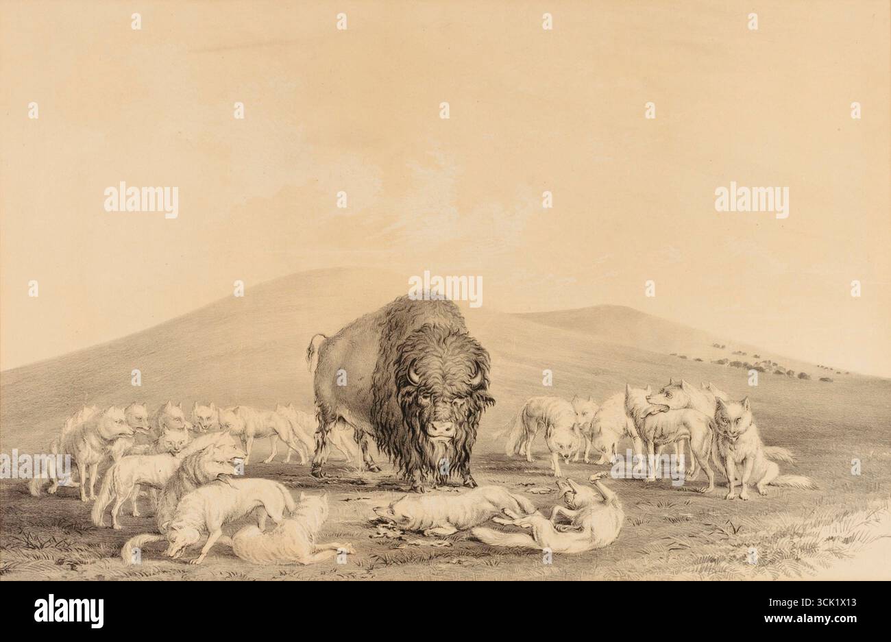 George Catlin, les loups blancs attaquent Old Buffalo—no. 10, lithographie. Banque D'Images