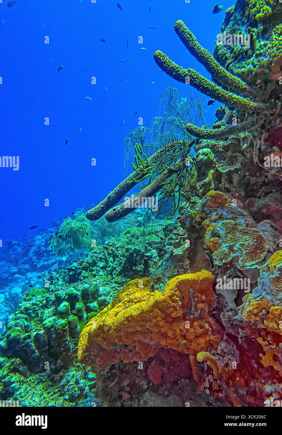 Les récifs coralliens des Caraïbes au large de la côte de l'île de Bonaire Banque D'Images