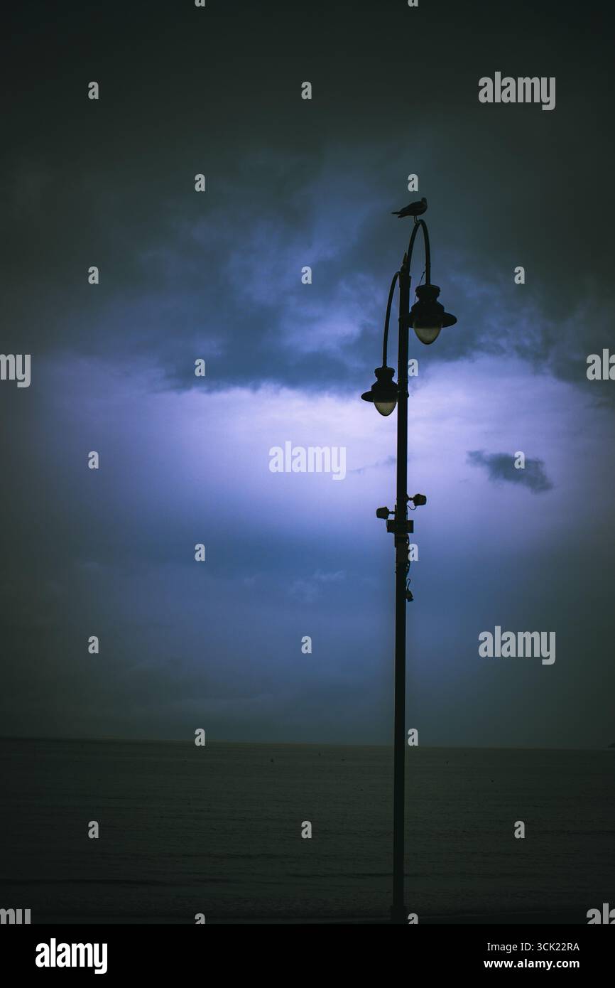 Mouette sur lampadaire avec lueur bleue du ciel Banque D'Images