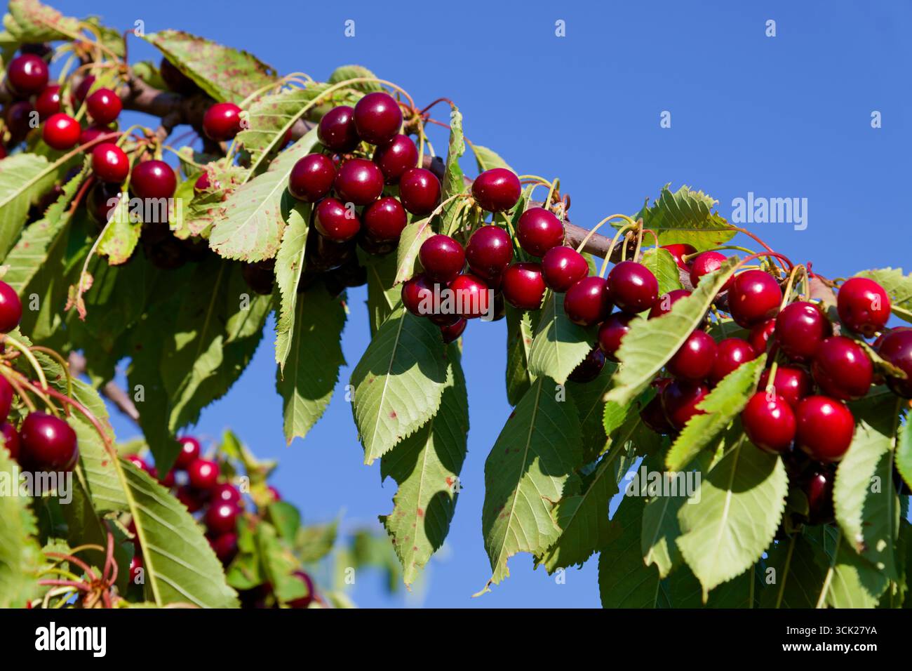 Cerises mûres (Prunus) sur une branche, cerisier près de Neuffen sur la bordure nord de l'Alb souabe, district d'Esslingen, Bade-Württemberg, Allemagne Banque D'Images