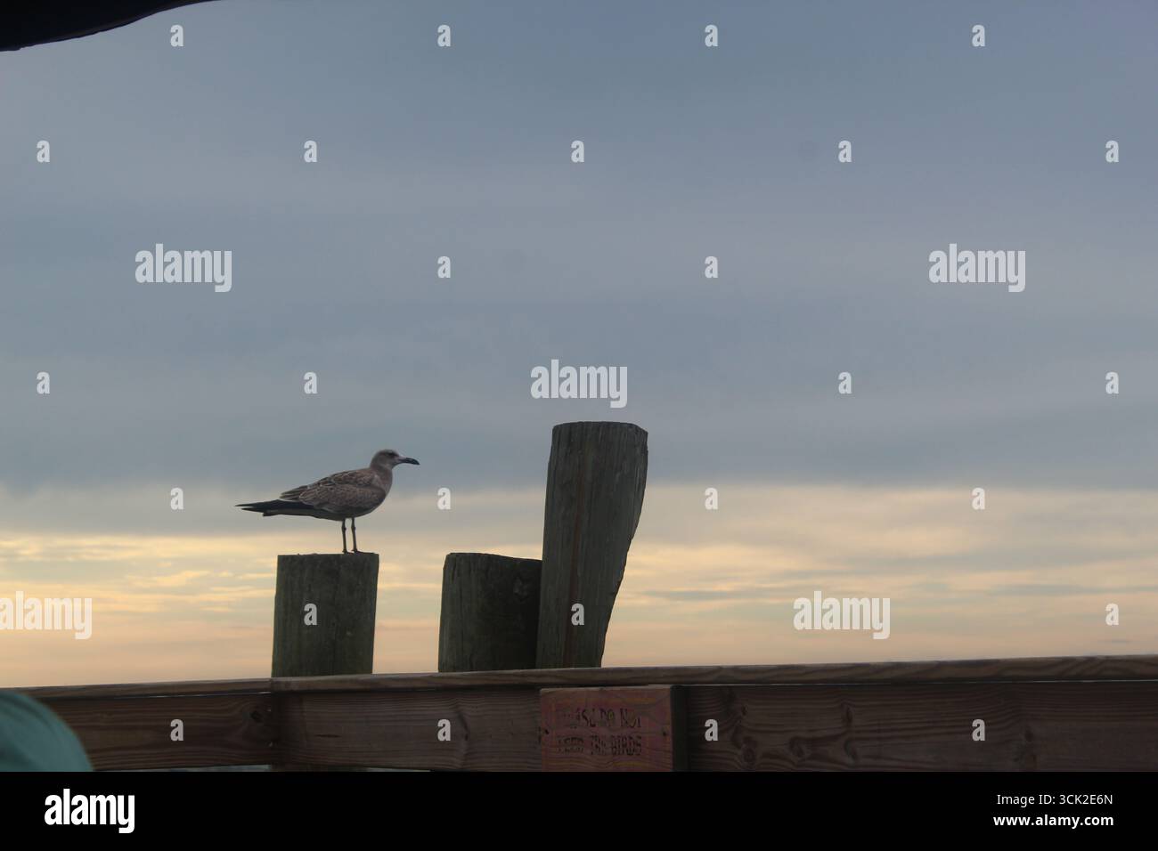 Mouette par un signe ne pas nourrir les oiseaux Banque D'Images