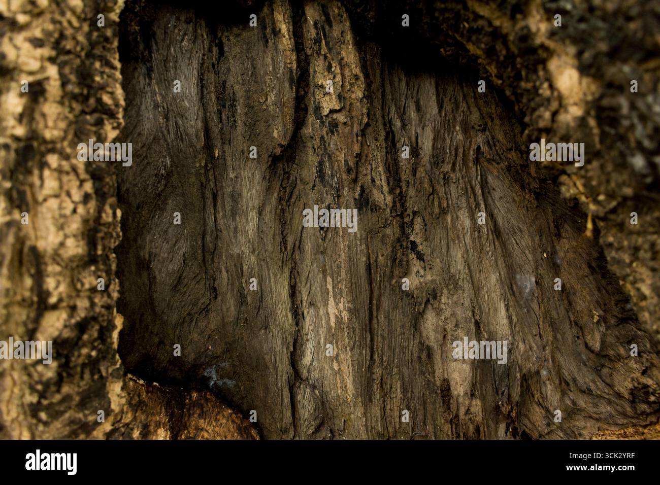 Gros plan vieil écorce d'arbre pourrie, texture bois Banque D'Images
