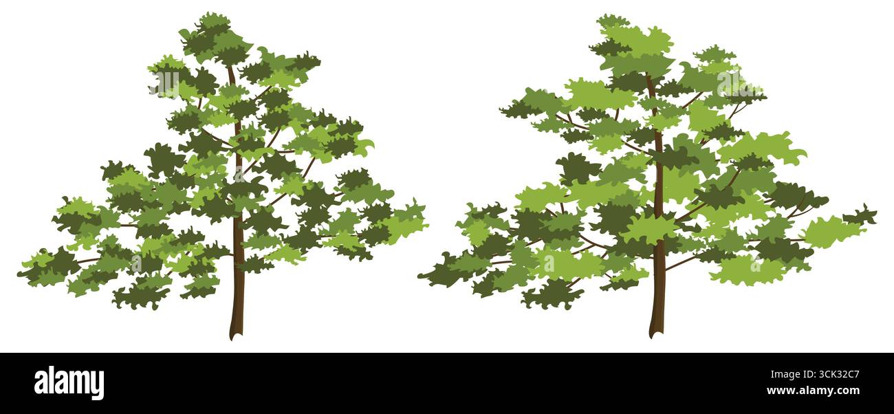 Deux arbres forestiers illustration feuillage vert luxuriant avec troncs bruns et branches dans un style vectoriel plat sur fond blanc. Illustration de Vecteur