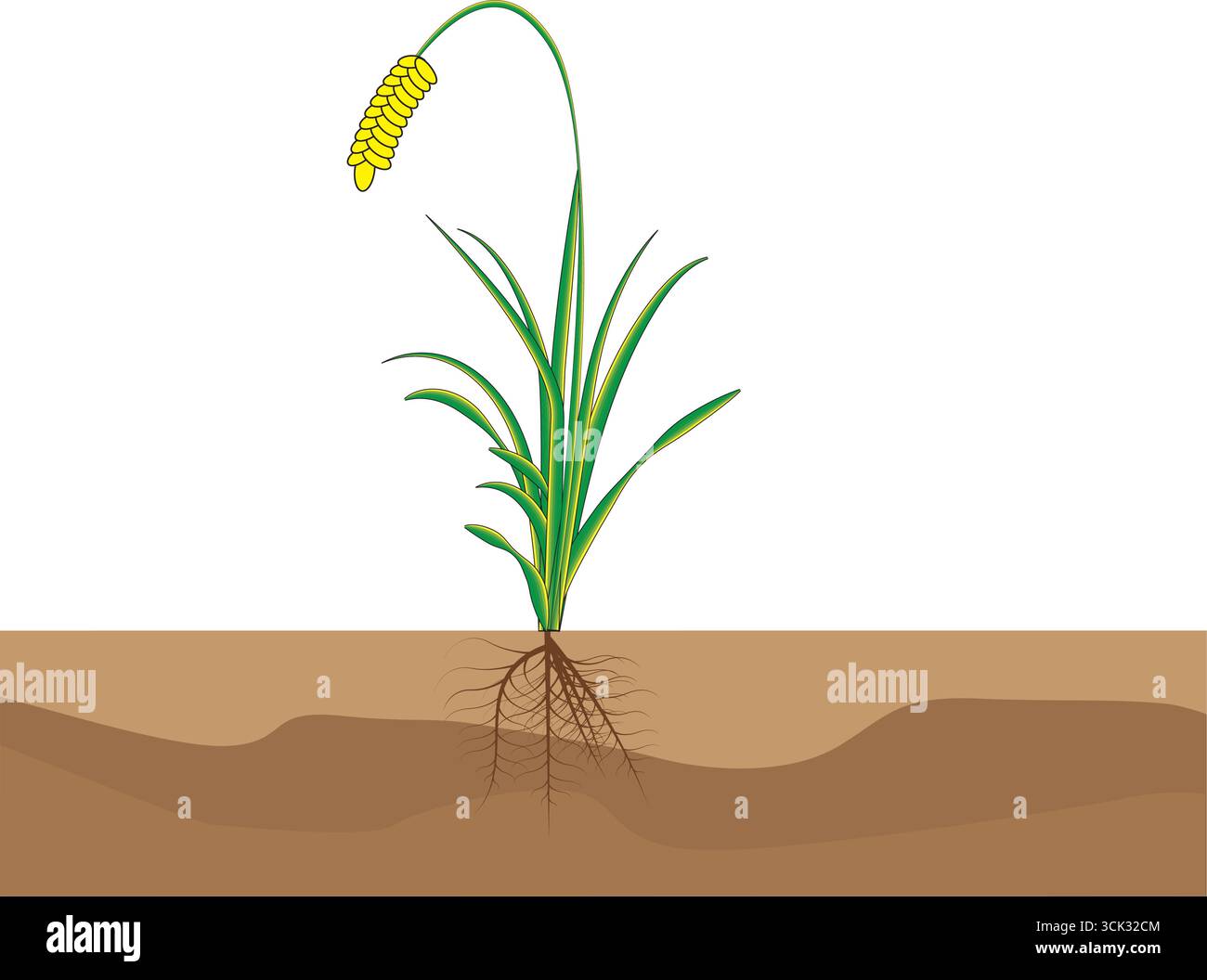 Illustration d'un plant de riz avec des racines, des feuilles vertes et des grains jaunes, représentant les stades de croissance dans le sol. Illustration de Vecteur
