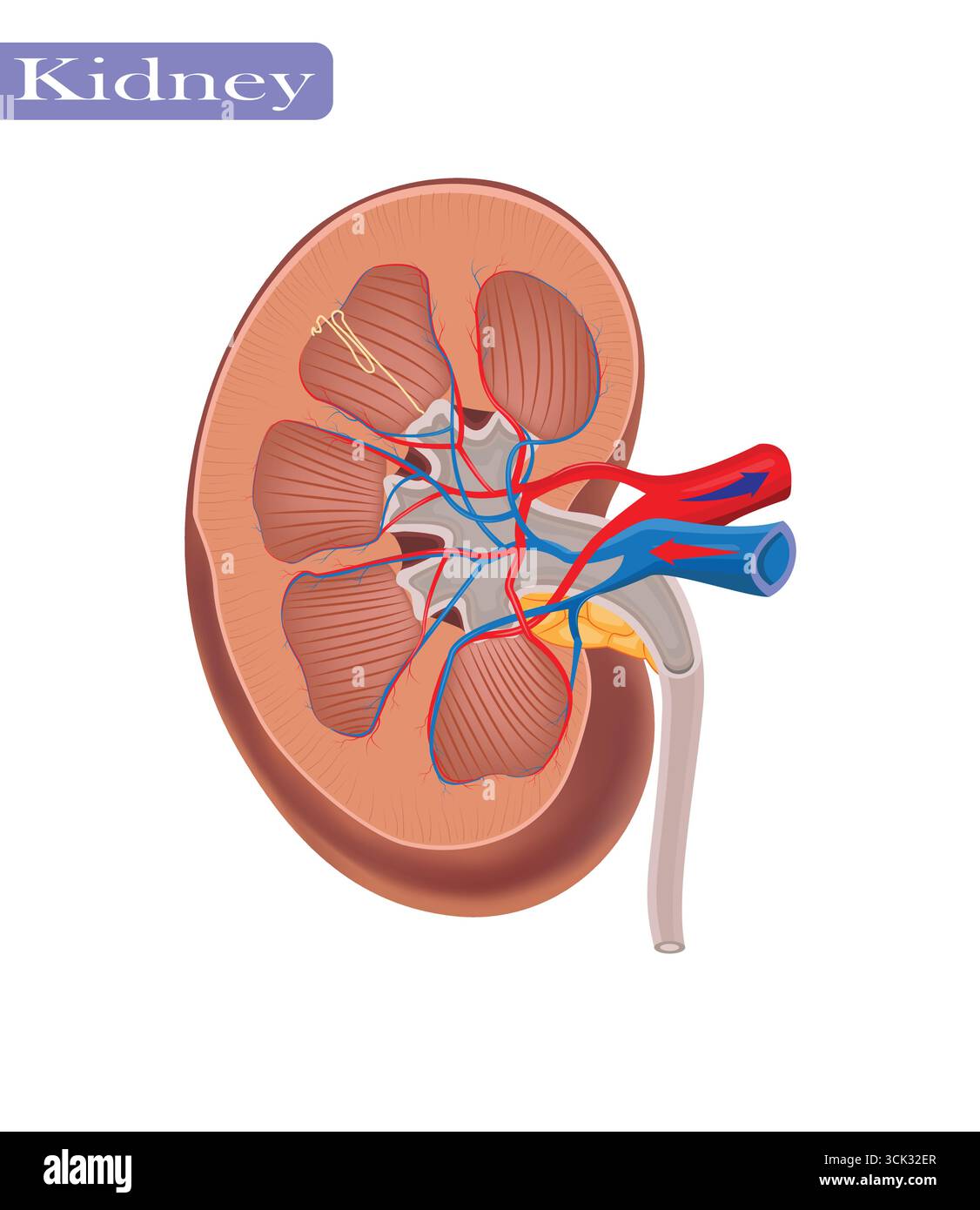 Illustration en coupe transversale de l'anatomie du rein humain avec des vaisseaux sanguins, diagramme anatomique de la structure du rein humain. Illustration de Vecteur