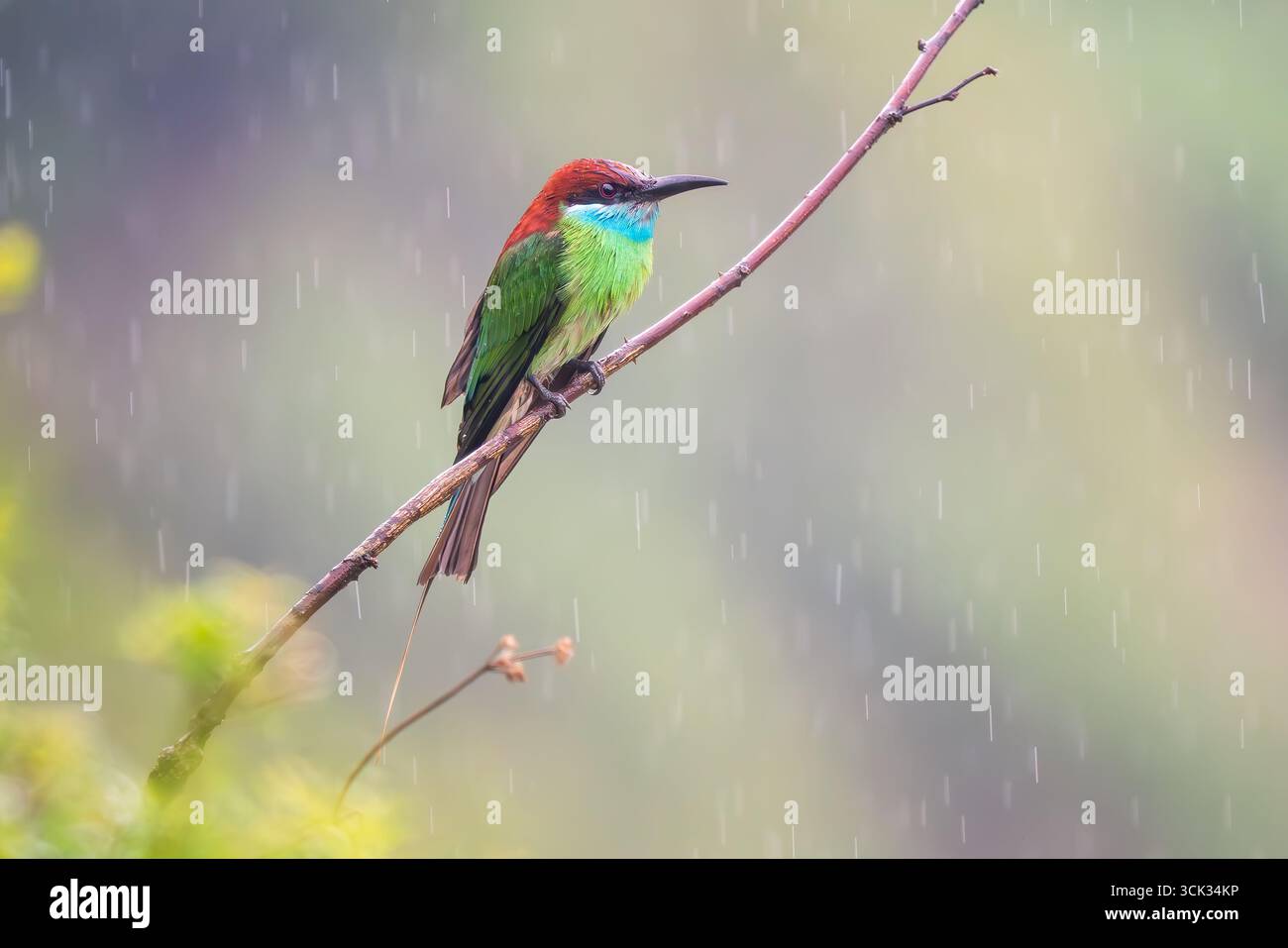 Mangeur d'abeilles à gorge bleue - Merops viridis, de beaux insectes colorés de chasse aux oiseaux sur les rivières et les rives du lac de l'Asie du Sud-est, Vietnam. Banque D'Images