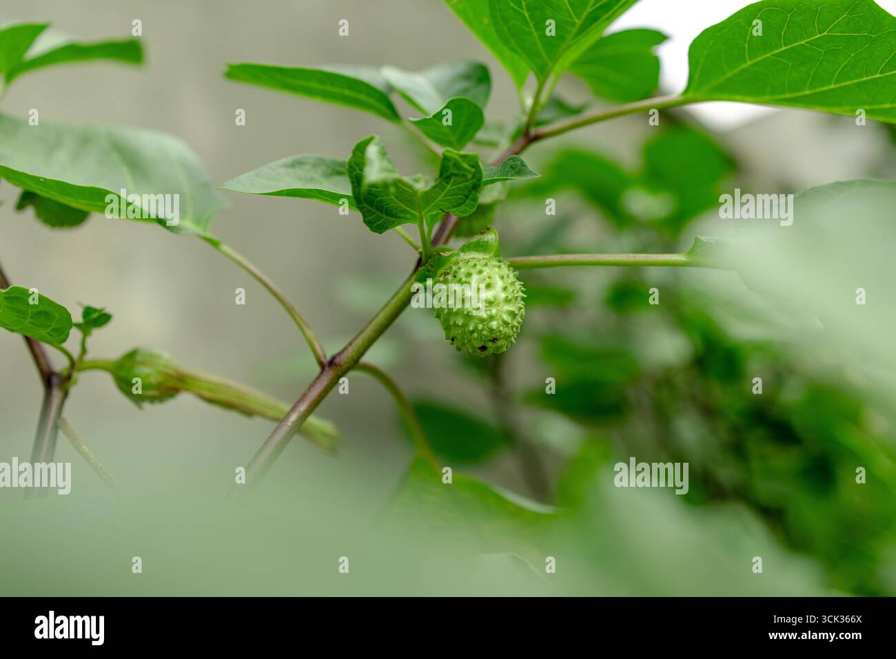 Gros plan de Thorn Apple / Jimson Weed / Datura (Datura stramonium). Banque D'Images