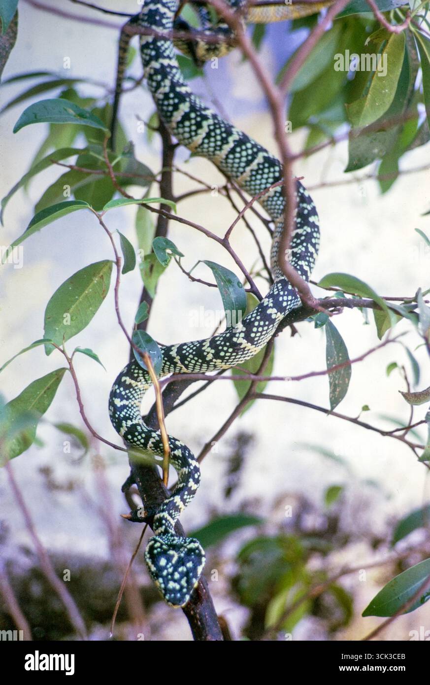 Serpent de la vipère de Wagler, également connu sous le nom de vipère du temple, Tropidolaemus wagleri, Malaisie, Asie du Sud-est 1965 Banque D'Images