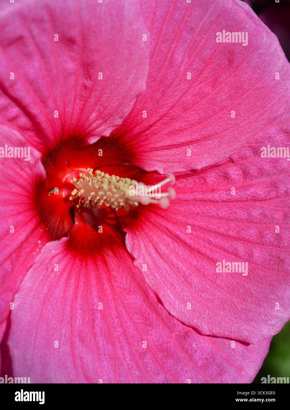 Hibiscus avec de grands pétales, photo couleur Banque D'Images