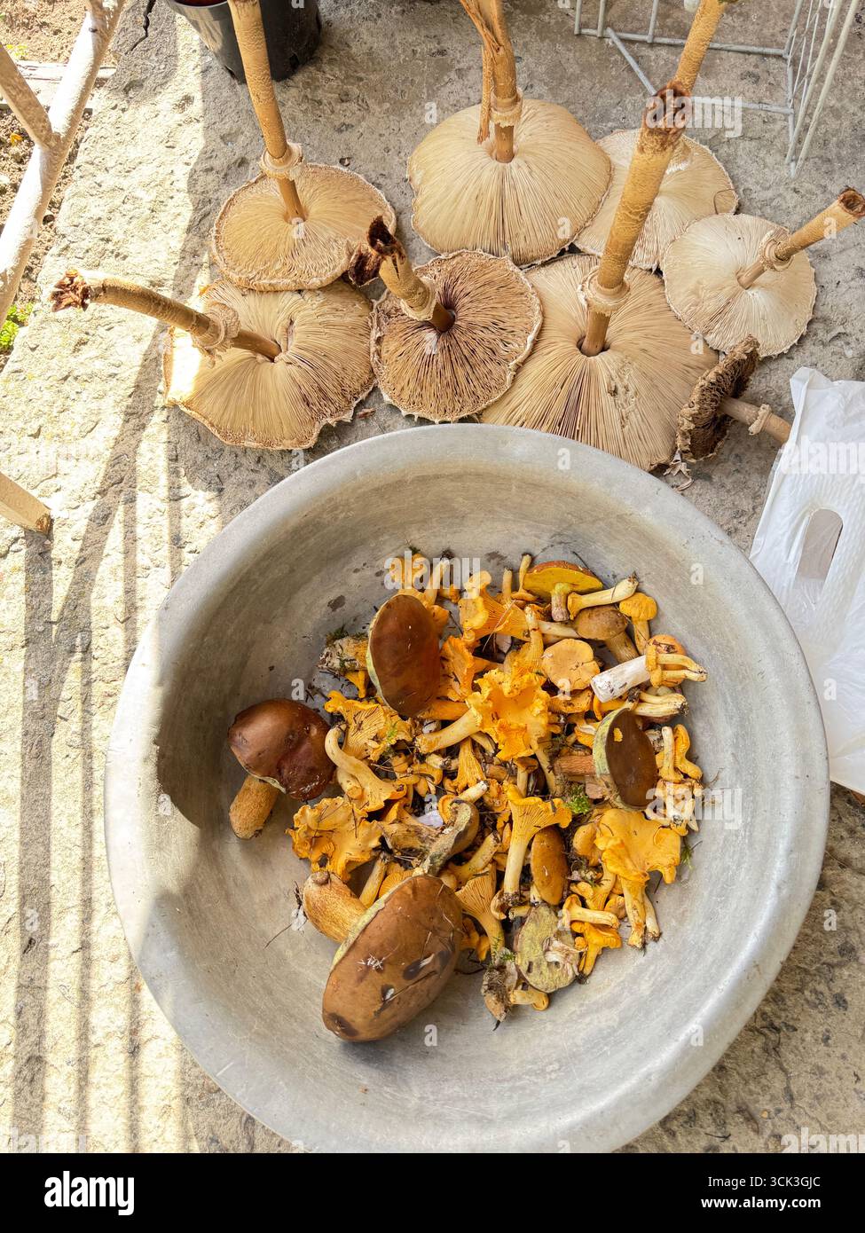 Divers champignons comestibles récoltés dans la forêt. Prise de vue à grand angle. Banque D'Images