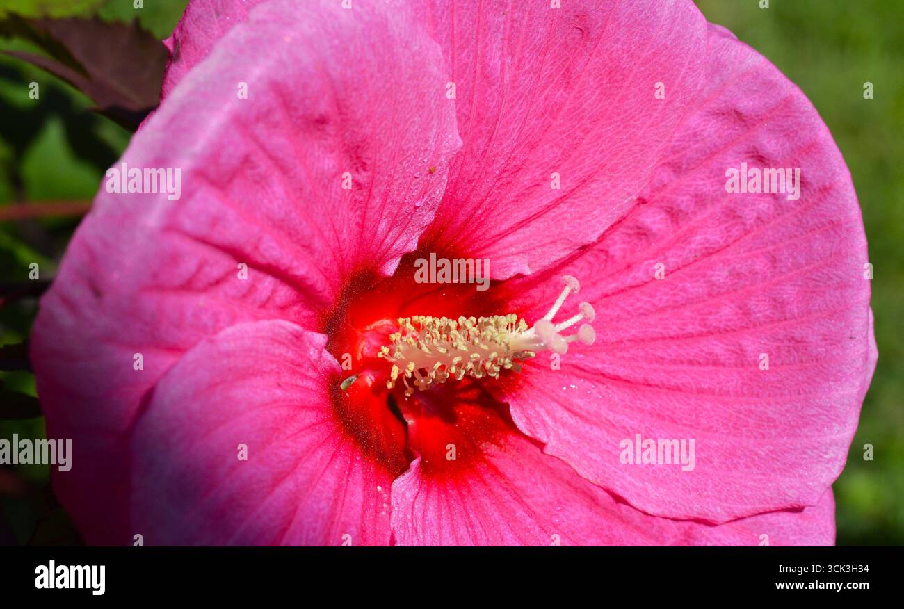 Hibiscus rose avec de grands pétales en septembre Banque D'Images
