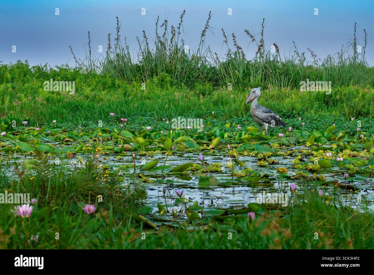 Bec-de-canard dans son habitat typique de marais ou de zone humide avec des nénuphars et d'autres fleurs sauvages poussant dans le marais de Mamba en Ouganda Banque D'Images