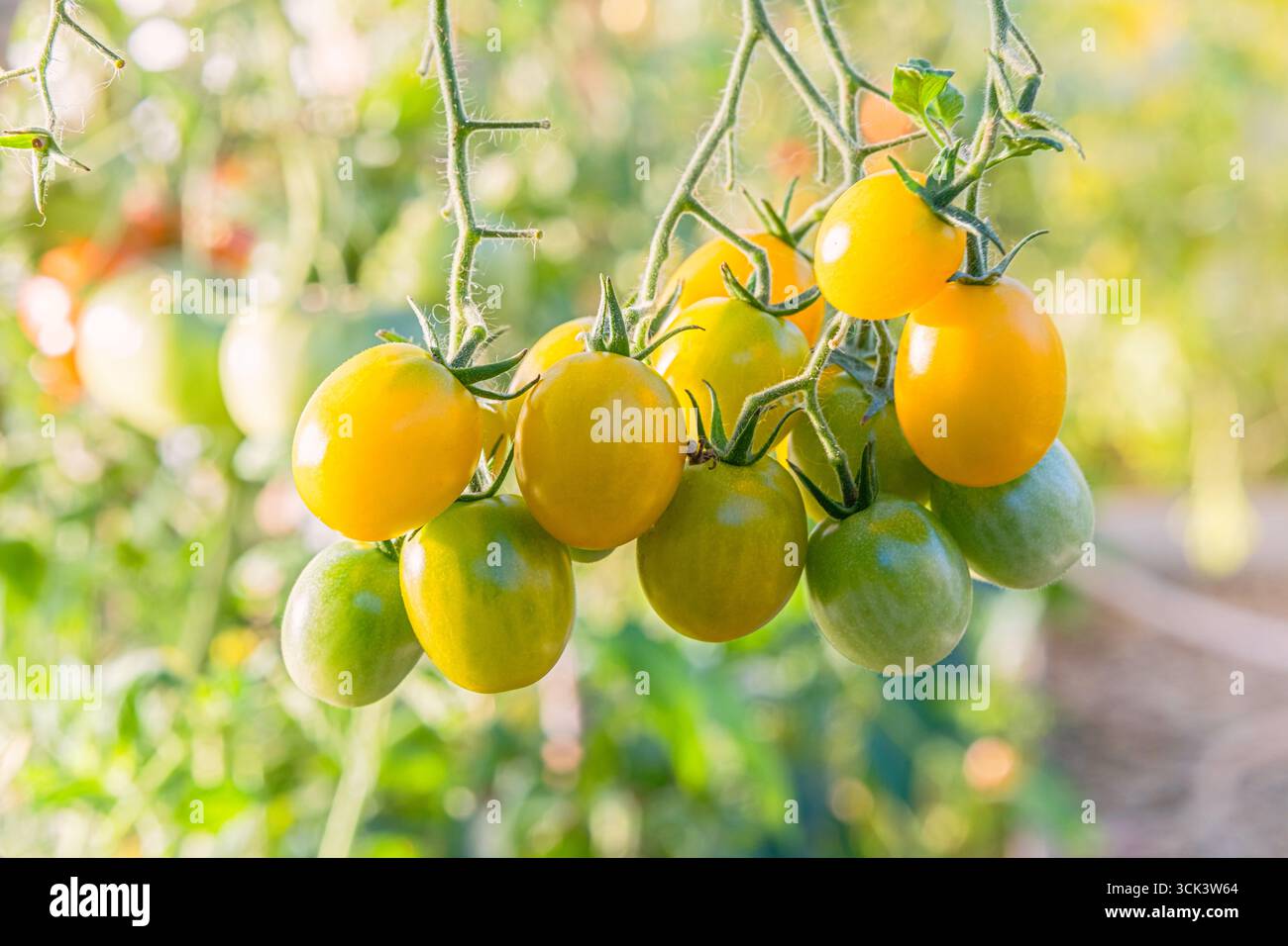 Tomate cerise jaune mûre et fruit vert non mûr accroché sur la branche de vigne dans le potager biologique avec fond de bokeh naturel, récolte maison c Banque D'Images