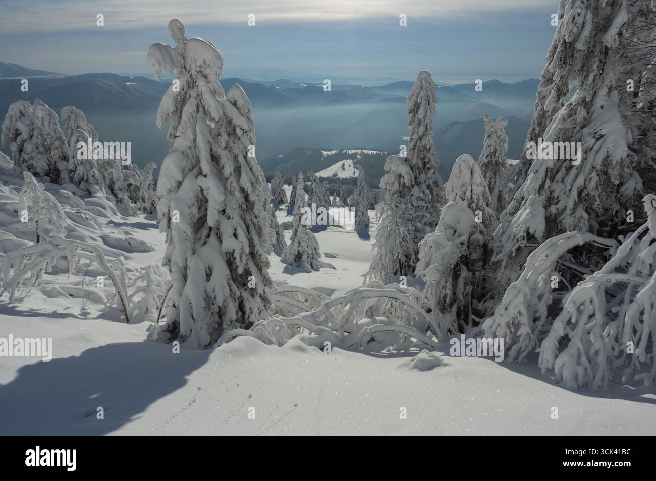 Vue sur les arbres enneigés accrochés à la montagne, un paysage blanc sombre sous un ciel pâle, créant un paradis hivernal serein, montagnes Velka Fatra, Liptovské Revúce, région de Žilina, Slovaquie. Banque D'Images