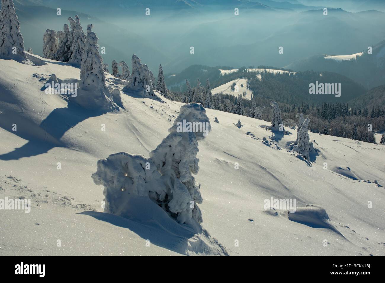 Vue d'arbres chargés de neige accrochés à une pente abrupte et ensoleillée, créant un contraste frappant avec les montagnes brumeuses au loin, Velka Fatra montagnes, Liptovské Revúce, région de Žilina, Slovaquie. Banque D'Images