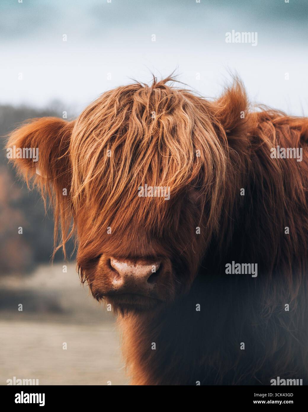 Vache Highland Banque D'Images