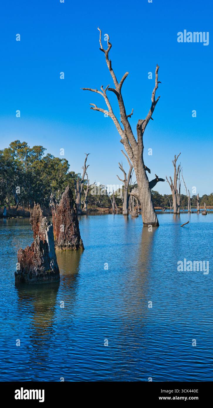 Des arbres blanchis par le soleil se dressent dans les eaux calmes du lac Mulwala sous un ciel clair Banque D'Images