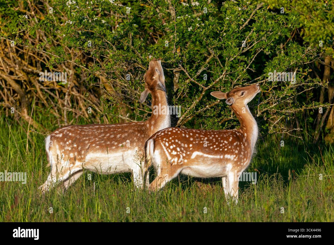 Cerf en jachère (Dama dama). Les femmes enceintes consomment des feuilles d'aubépine. Allemagne Banque D'Images