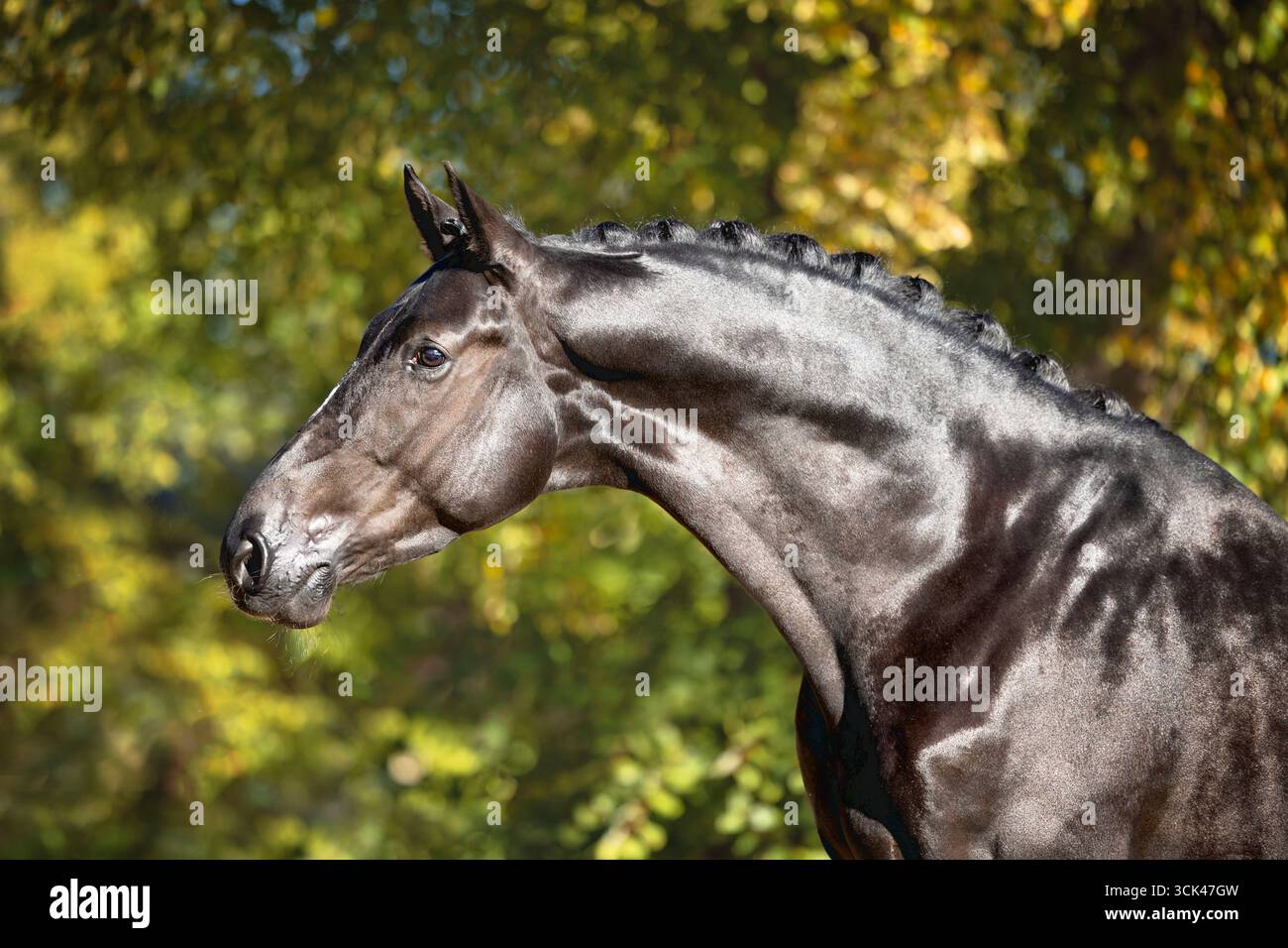 Trakehner. Portrait d'étalon noir en automne. Allemagne Banque D'Images