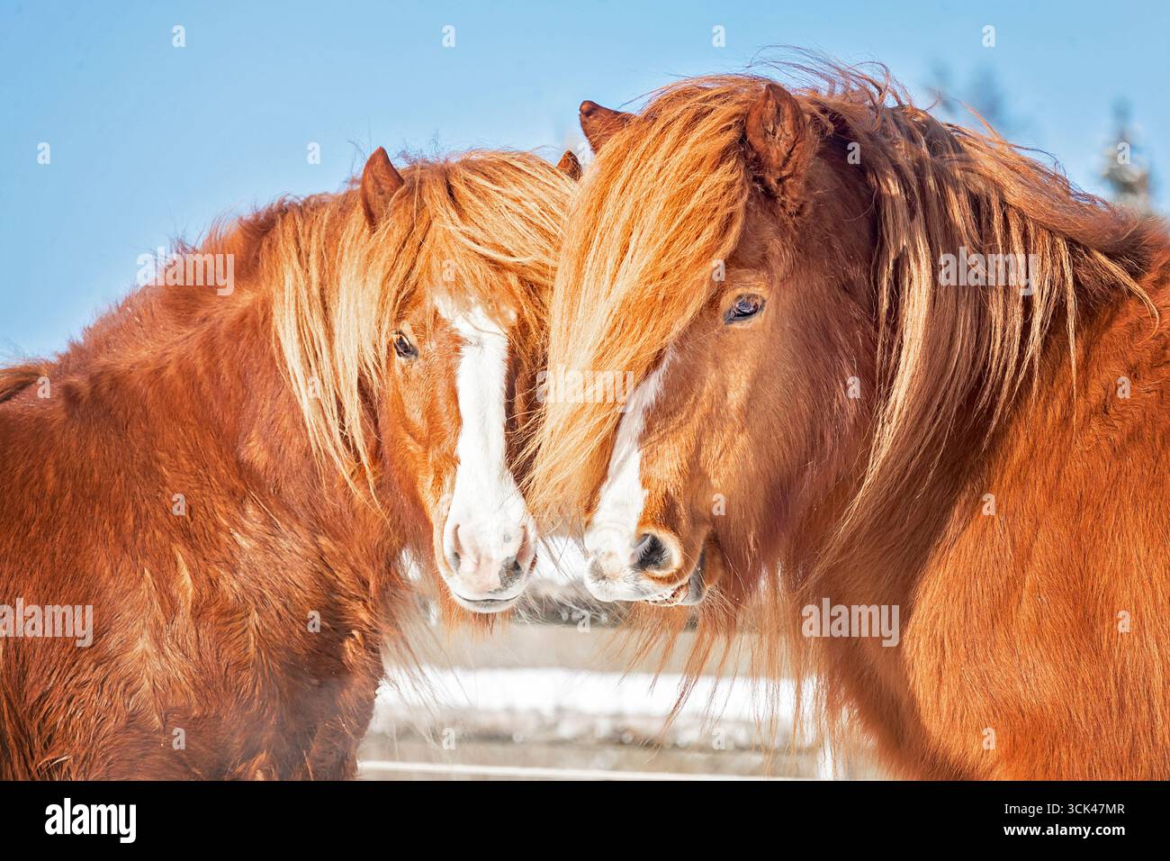 Cheval islandais. Deux chevaux de châtaignier jouant dans un pré en hiver. Allemagne Banque D'Images